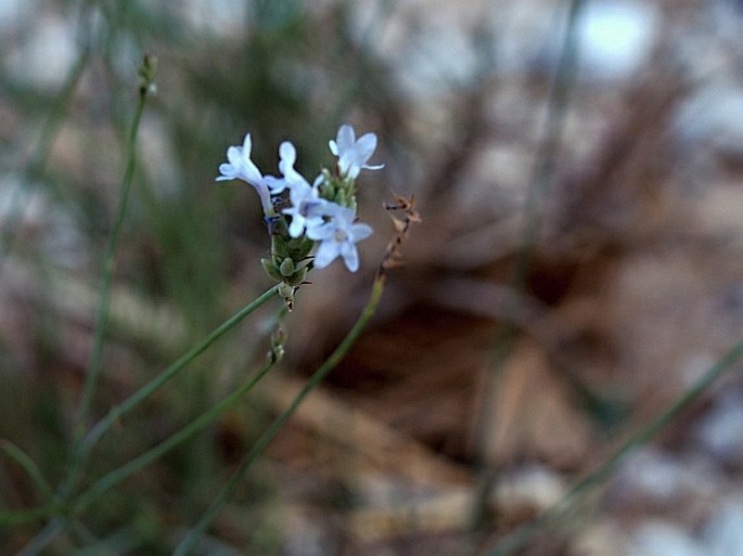 Lavandula subnuda