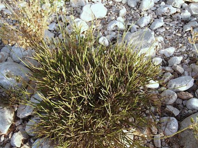 Lavandula subnuda