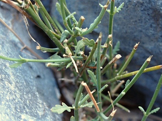 Lavandula subnuda