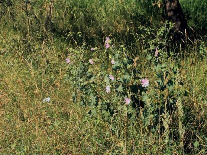 Lavatera thuringiaca