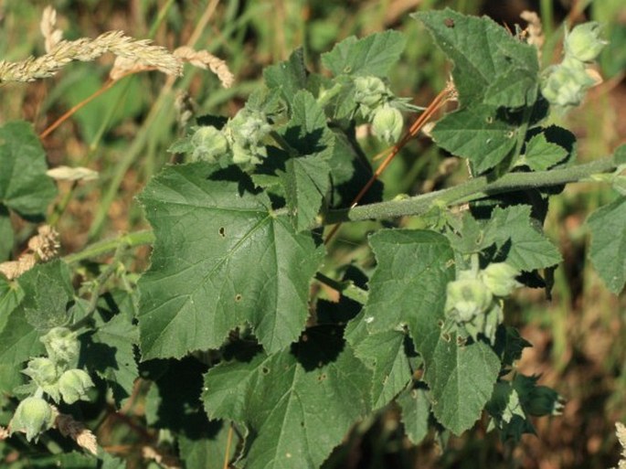 Lavatera thuringiaca