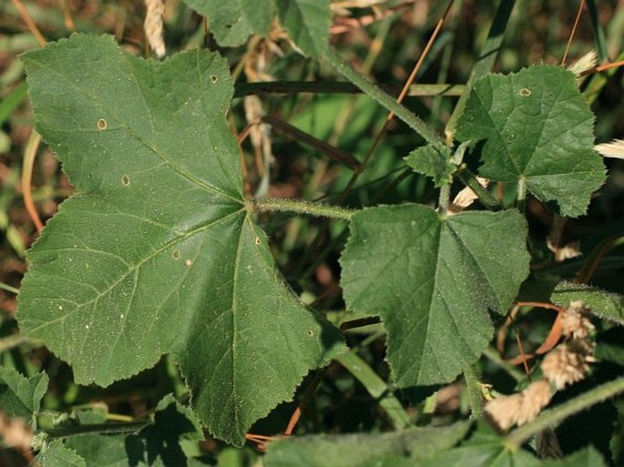 Lavatera thuringiaca