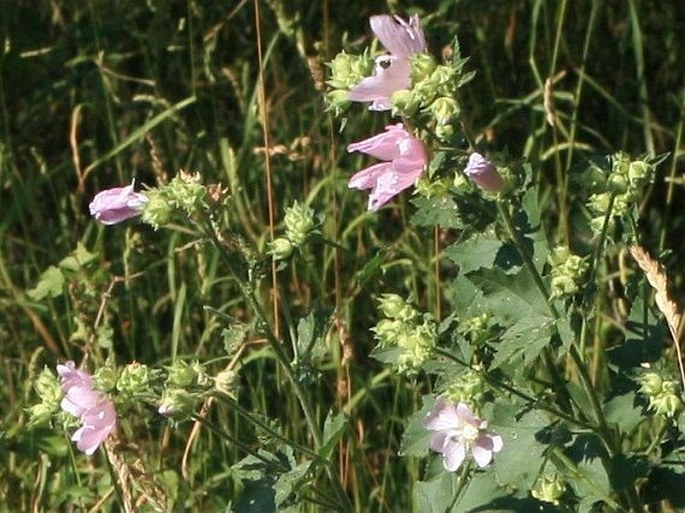 Lavatera thuringiaca