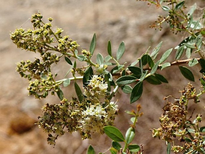 Lawsonia inermis