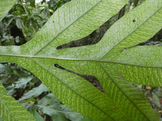 Lecanopteris ampla