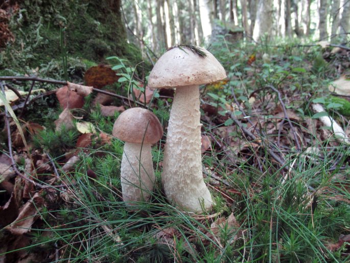 Leccinum cyaneobasileucum