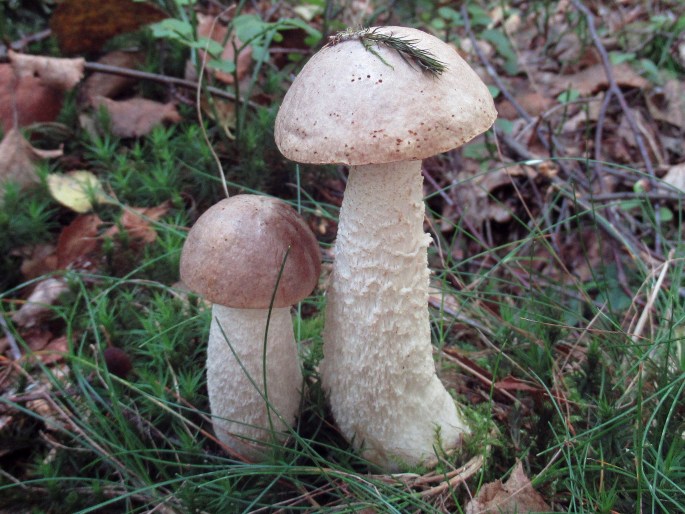 Leccinum cyaneobasileucum