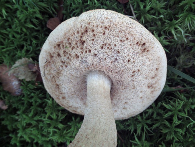 Leccinum cyaneobasileucum