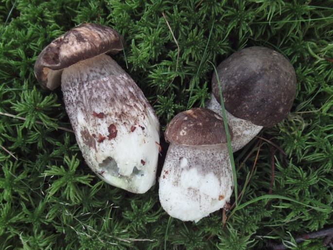 Leccinum variicolor