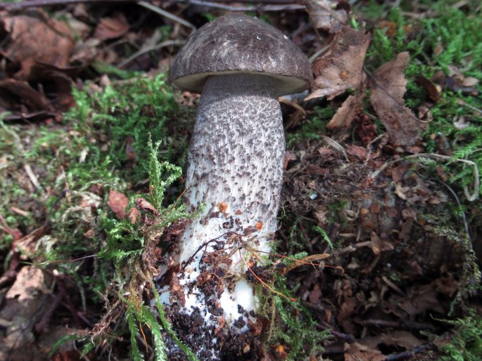 Leccinum variicolor