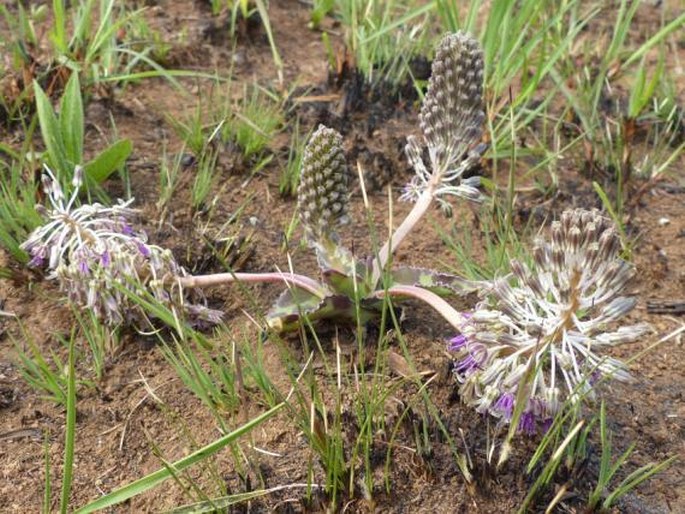 LEDEBOURIA REVOLUTA (L. f.) Jessop