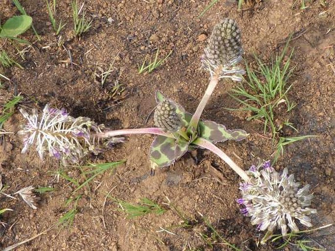 Ledebouria revoluta