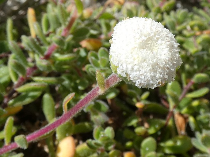 Leiocarpa supina