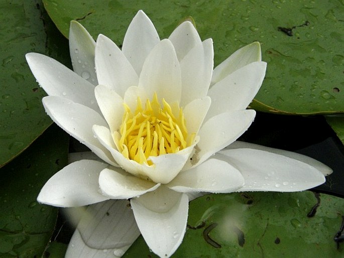 Nymphaea alba