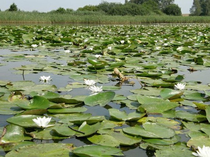 Nymphaea alba