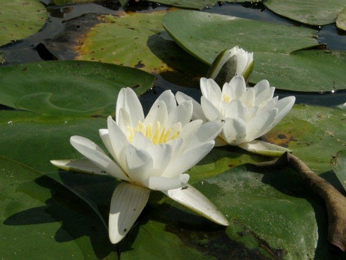 Nymphaea alba