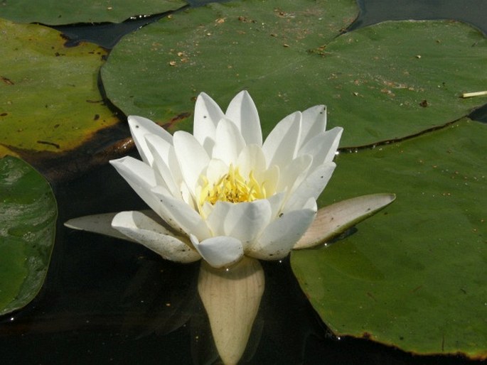 Nymphaea alba