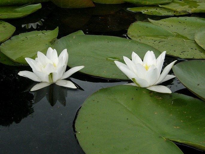 Nymphaea alba