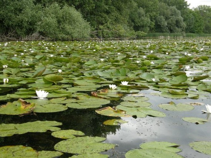 Nymphaea alba