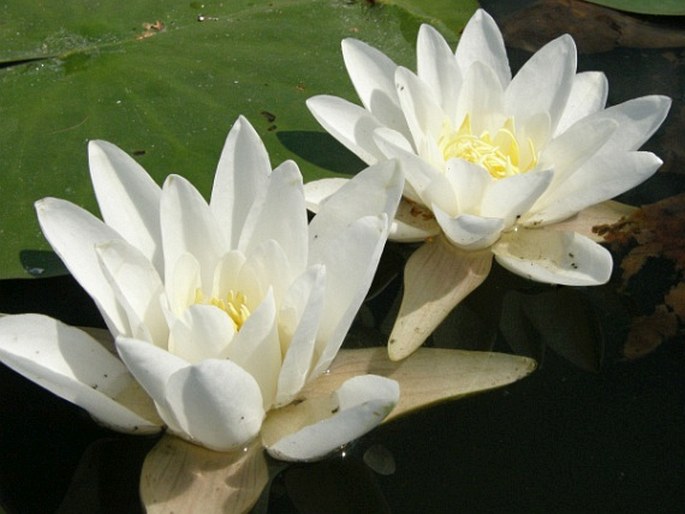 Nymphaea alba