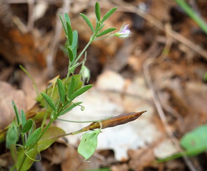 LENS NIGRICANS (M. Bieb.) Godr. - čočka / šošovica