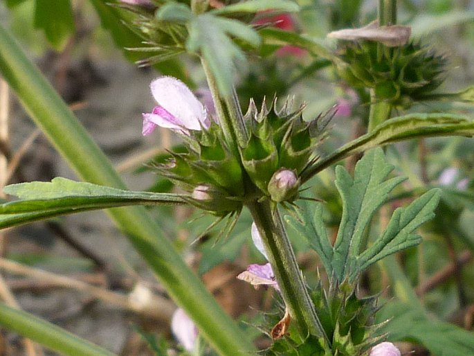 Leonurus japonicus