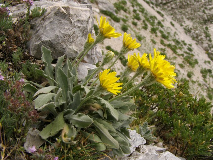 LEONTODON ALBANICUS (F. K. Mey.) F. Conti - máchelka / púpavec