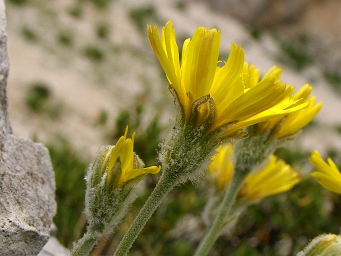 Leontodon albanicus