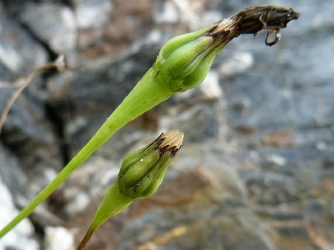 Leontodon saxatilis