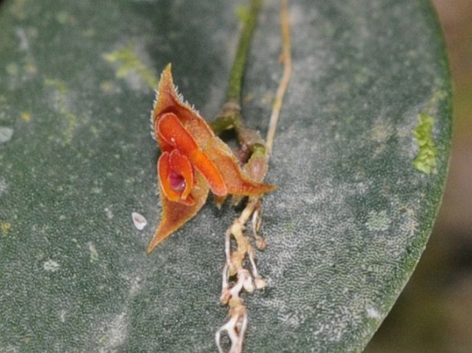 Lepanthes monteverdensis