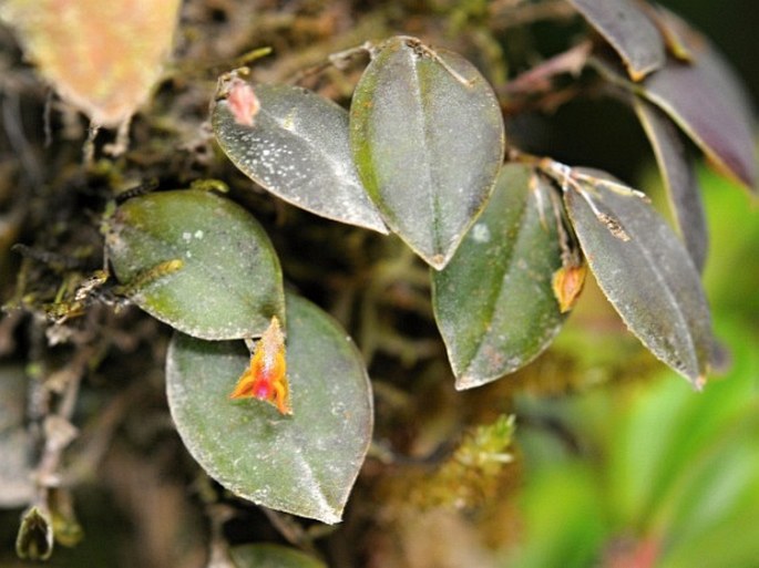 Lepanthes monteverdensis