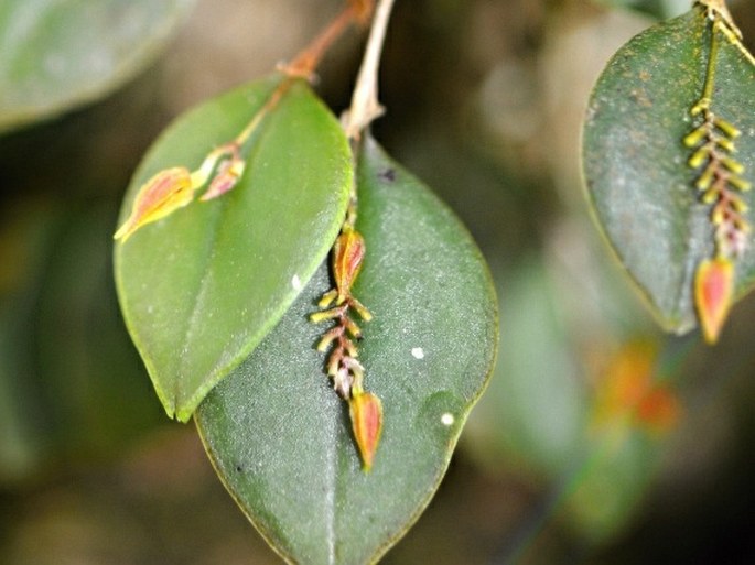 Lepanthes monteverdensis