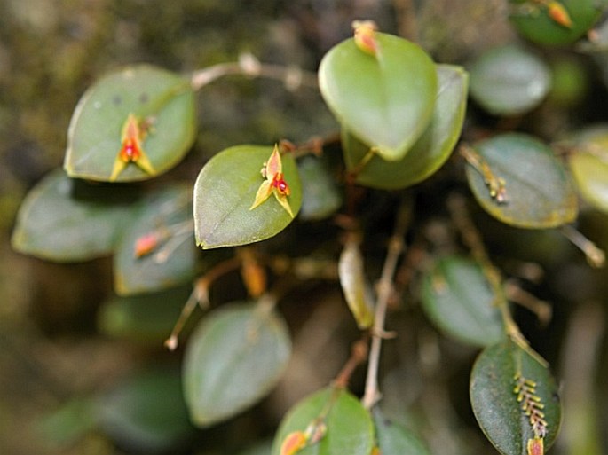 LEPANTHES MONTEVERDENSIS Luer et R. Escobar