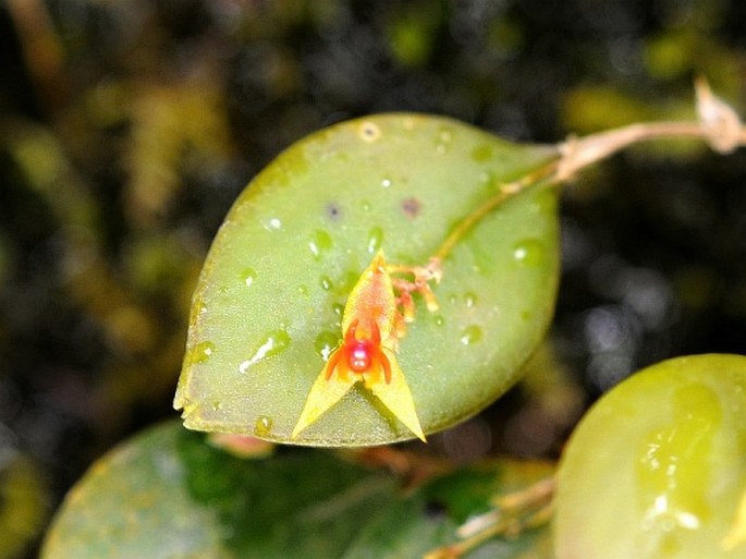 Lepanthes monteverdensis