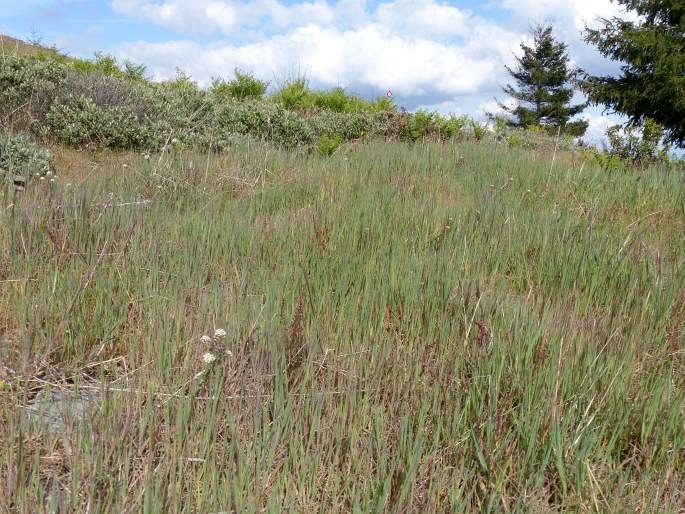 Lepidium heterophyllum