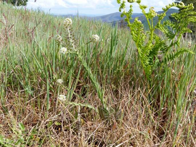 Lepidium heterophyllum