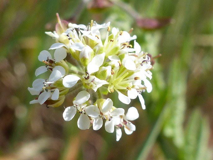 Lepidium heterophyllum