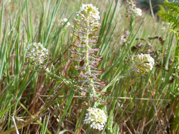 Lepidium heterophyllum