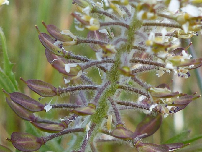 Lepidium heterophyllum