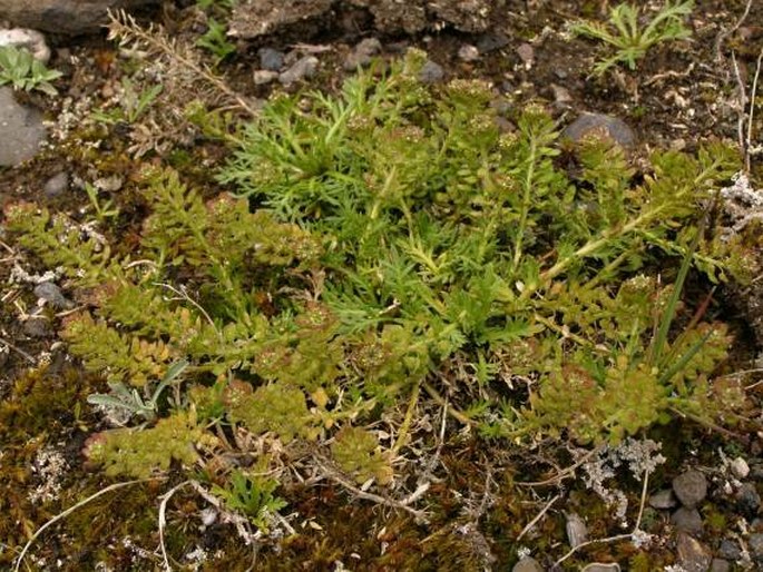 Lepidium bipinnatifidum