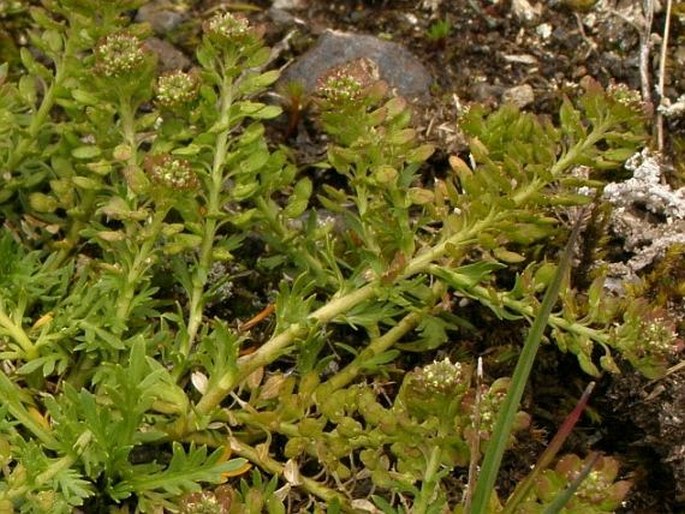 Lepidium bipinnatifidum