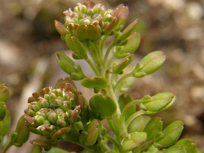 Lepidium bipinnatifidum