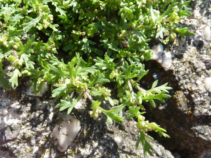 Lepidium didymum