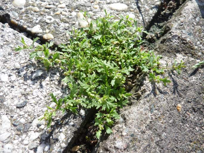 Lepidium didymum