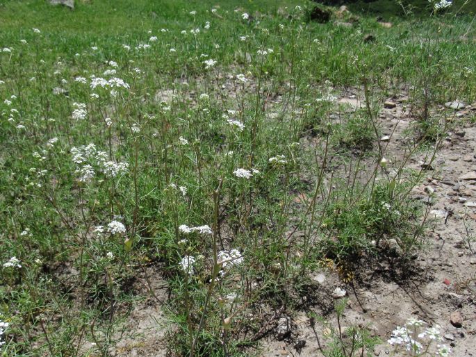 Lepidium vesicarium