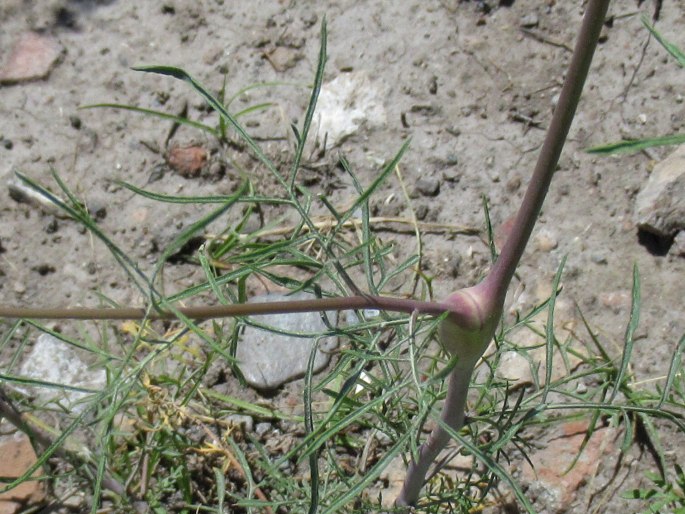 Lepidium vesicarium