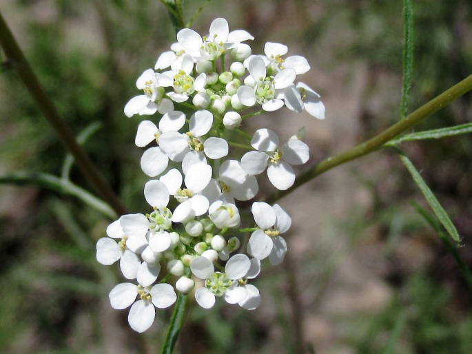 Lepidium vesicarium