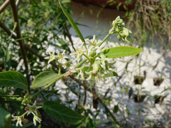 Leptadenia madagascariensis