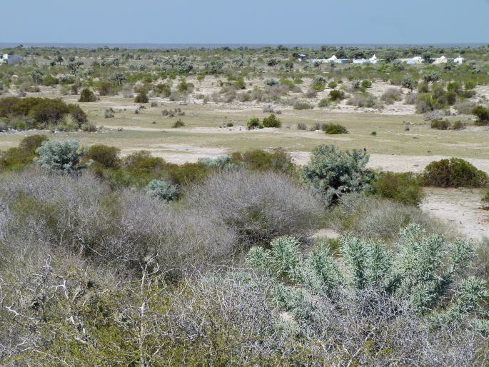 Leptadenia madagascariensis