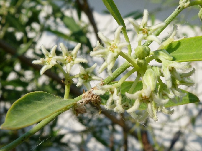 LEPTADENIA MADAGASCARIENSIS Decne.